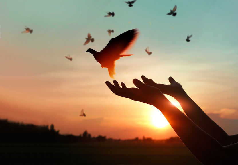 Photo of hands holding up a bird against a sunset